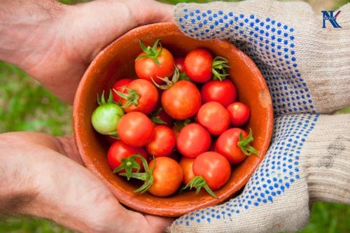 Thực phẩm tươi sống là gì? Quy trình sơ chế và cách thức bảo quản đúng cách