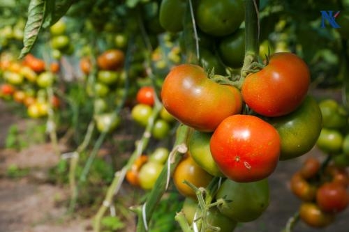 Cung cấp thực phẩm tươi sống tại TPHCM Cung cấp thực phẩm tươi sống tại TPHCM